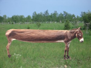 donkey limousine